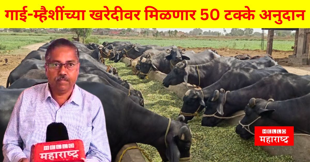 50 percent subsidy cows and buffaloes News