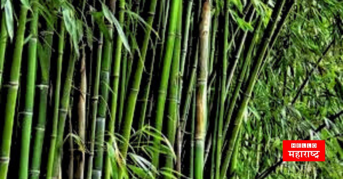 Mandaga bamboo News