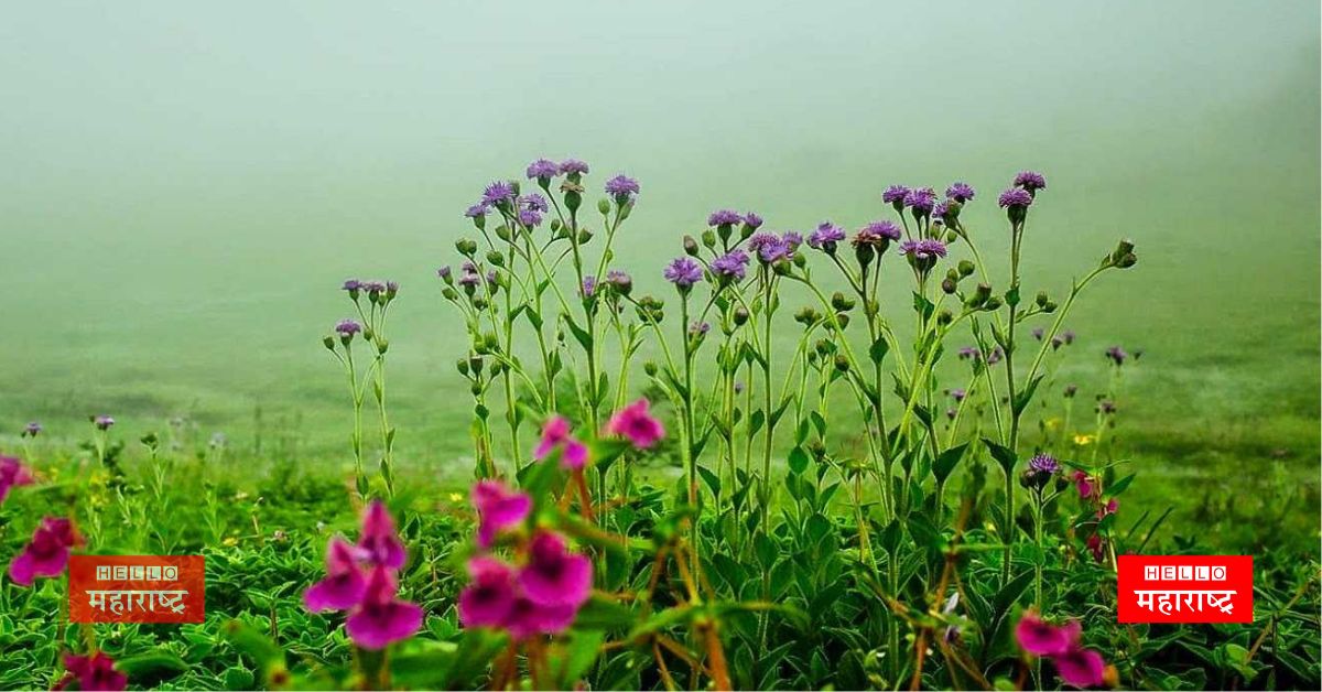 Colorful flowers on Kas plateau News