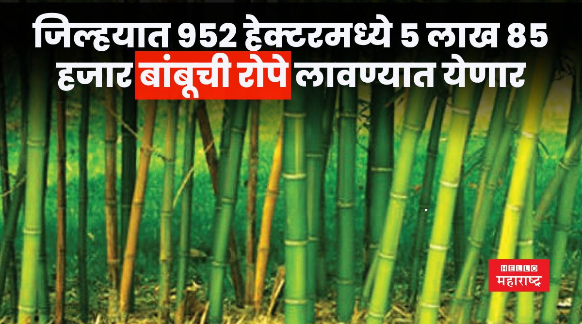 Bamboo News 20240519 181057 0000