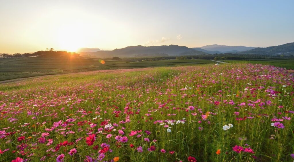 Kas Plateau 0