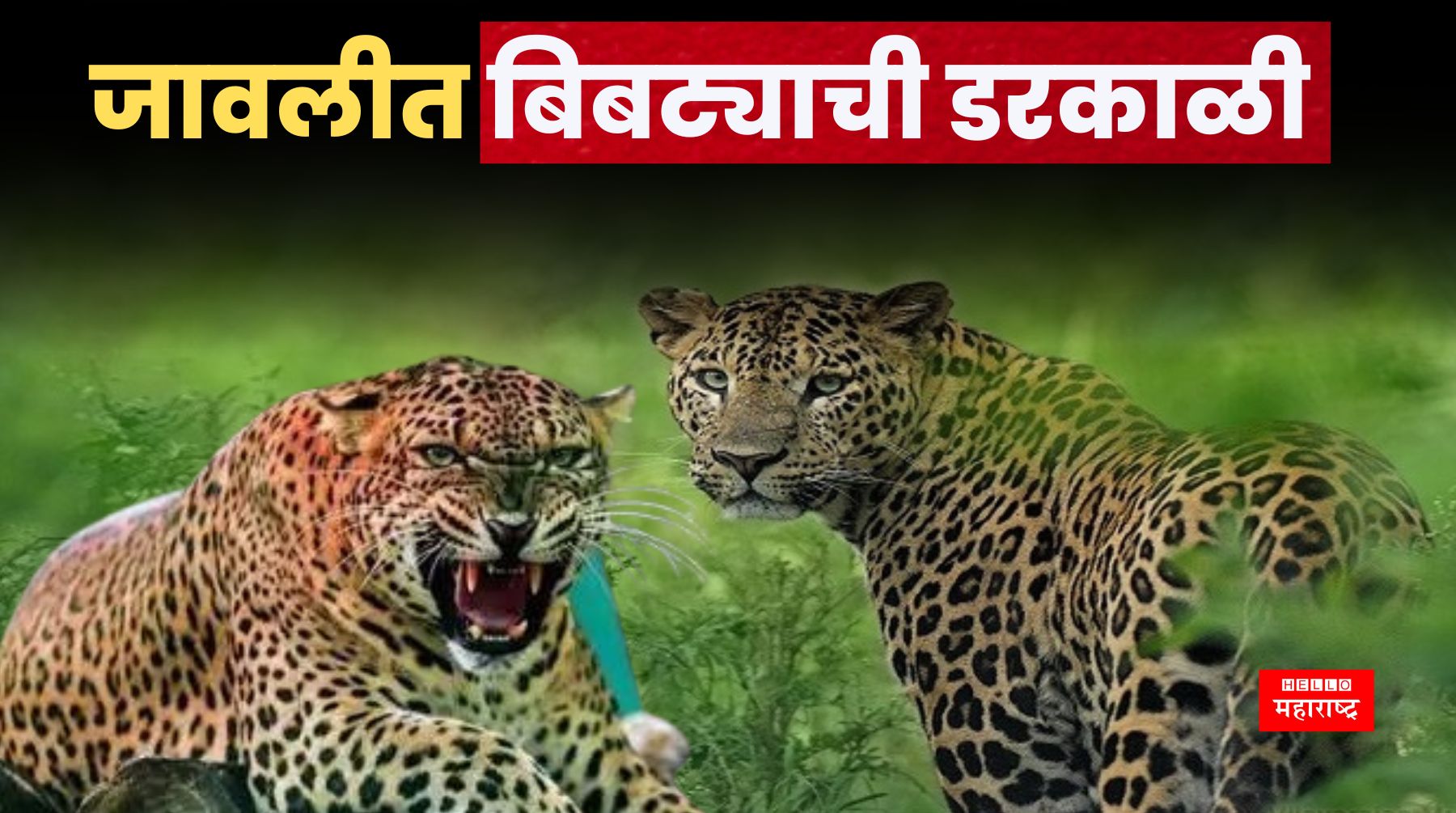 Leopard News