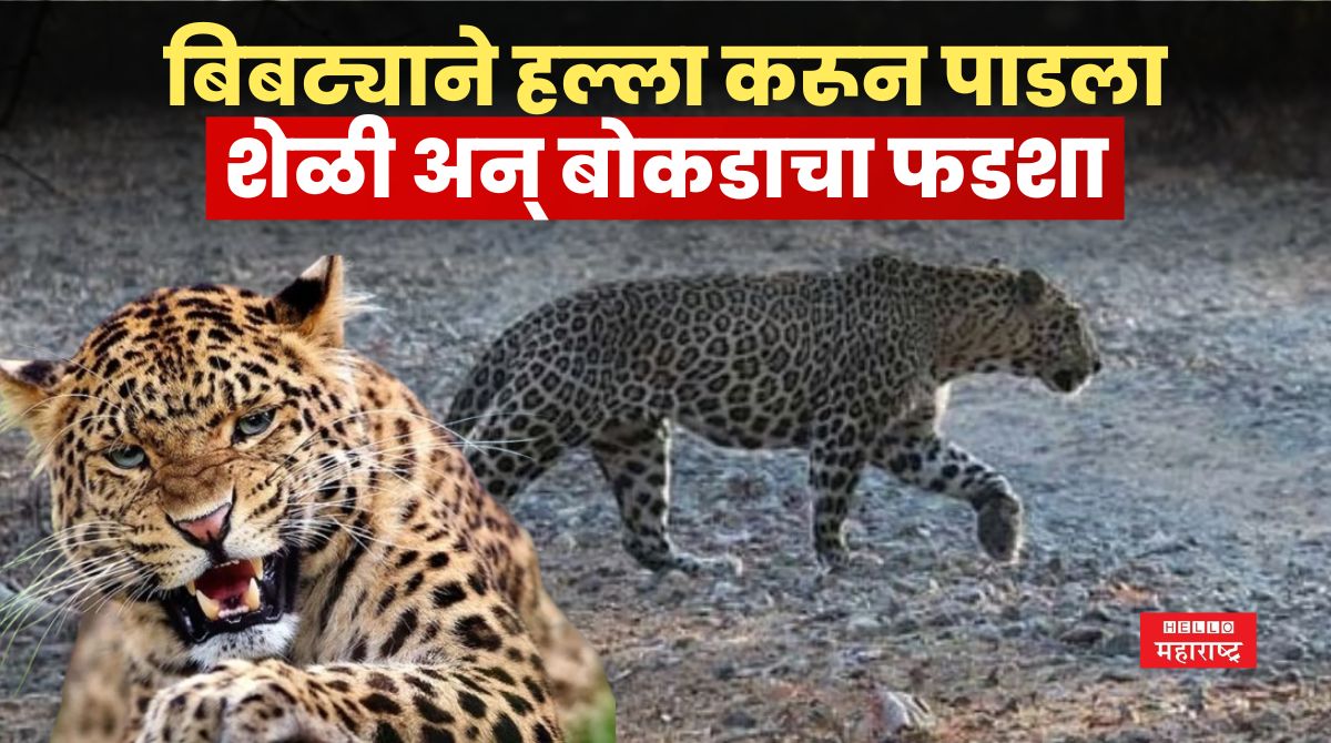 Leopard Attacked News