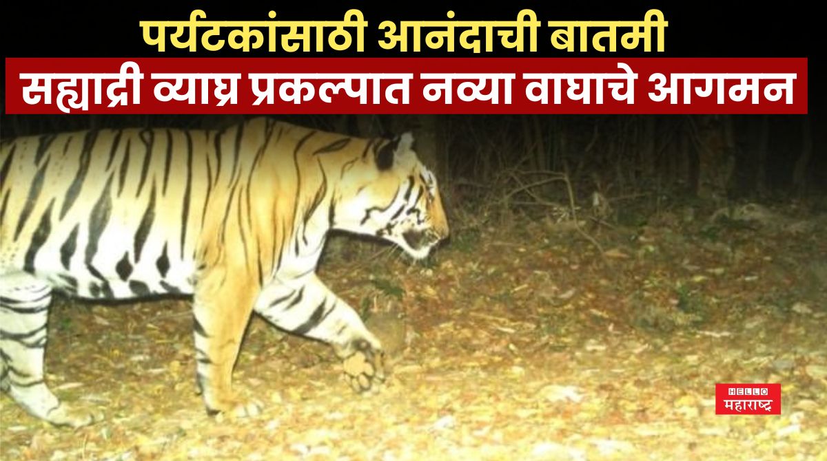 Tiger News 20241108 212725 0000