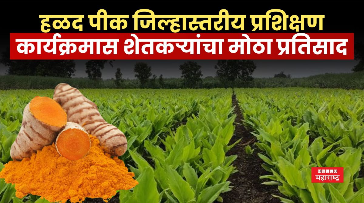 Turmeric Crop News