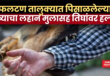फलटण तालुक्यात पिसाळलेल्या कुत्र्याचा लहान मुलासह तिघांवर हल्ला