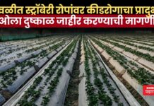 जावळीत स्ट्रॉबेरी रोपांवर कीडरोगाचा प्रादुर्भाव; ओला दुष्काळ जाहीर करण्याची मागणी